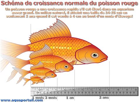 poisson rouge taille adulte.